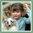 Berger des Shetland - Chiens