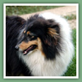 Berger des Shetland - Chiens