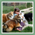 Berger des Shetland - Chiens