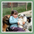 Berger des Shetland - Chiens