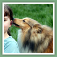 Berger des Shetland - Chiens