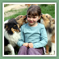 Berger des Shetland - Chiens