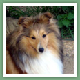Berger des Shetland - Chiens