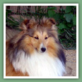 Berger des Shetland - Chiens