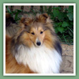 Berger des Shetland - Chiens