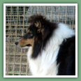 Berger des Shetland - Chiens