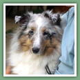 Berger des Shetland - Chiens