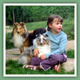 Berger des Shetland - Chiens