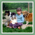 Berger des Shetland - Chiens