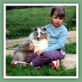 Berger des Shetland - Chiens