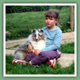 Berger des Shetland - Chiens