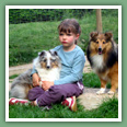 Berger des Shetland - Chiens