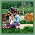 Berger des Shetland - Chiens