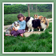 Berger des Shetland - Chiens