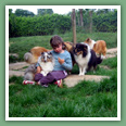 Berger des Shetland - Chiens