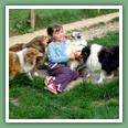 Berger des Shetland - Chiens
