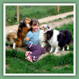 Berger des Shetland - Chiens