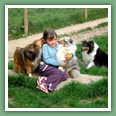 Berger des Shetland - Chiens