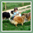 Berger des Shetland - Chiens