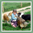 Berger des Shetland - Chiens