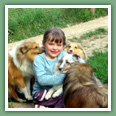 Berger des Shetland - Chiens
