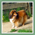 Berger des Shetland - Chiens