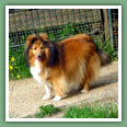 Berger des Shetland - Chiens