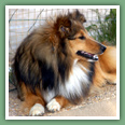 Berger des Shetland - Chiens