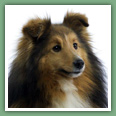 Berger des Shetland - Pr&eacute;sentation de la race