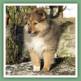 Berger des Shetland - Chiens