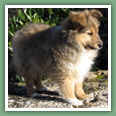Berger des Shetland - Chiens