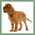 Cavalier King Charles - Chiens