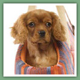 Cavalier King Charles - Chiens