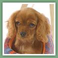 Cavalier King Charles - Chiens