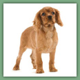 Cavalier King Charles - Chiens