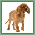 Cavalier King Charles - Chiens