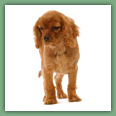 Cavalier King Charles - Chiens