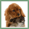 Cavalier King Charles - Chiens