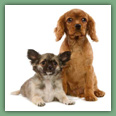 Cavalier King Charles - Chiens