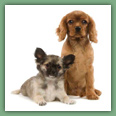 Cavalier King Charles - Chiens