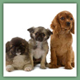 Cavalier King Charles - Chiens