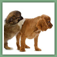 Cavalier King Charles - Chiens
