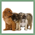 Cavalier King Charles - Chiens