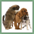 Cavalier King Charles - Chiens