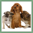 Cavalier King Charles - Chiens