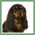 Cavalier King Charles - Chiens
