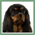 Cavalier King Charles - Chiens