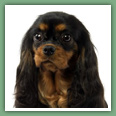 Cavalier King Charles - Chiens