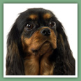 Cavalier King Charles - Chiens