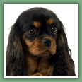 Cavalier King Charles - Chiens